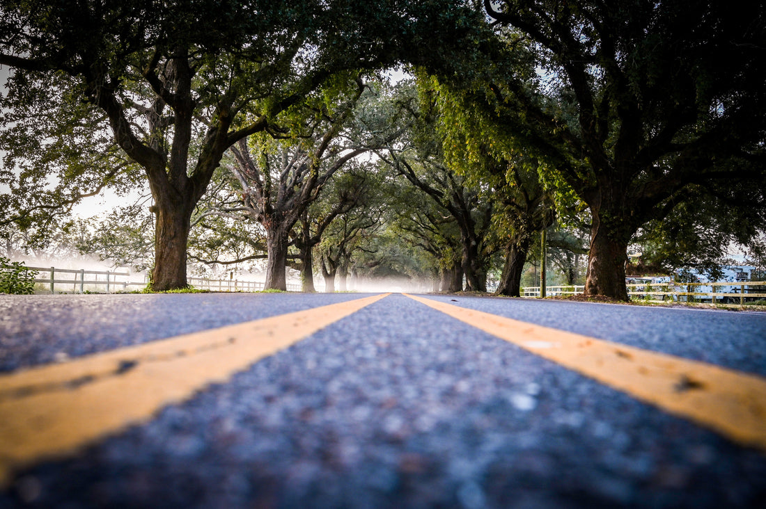 St. Bernard Parish, Louisiana Tunnel of Trees
